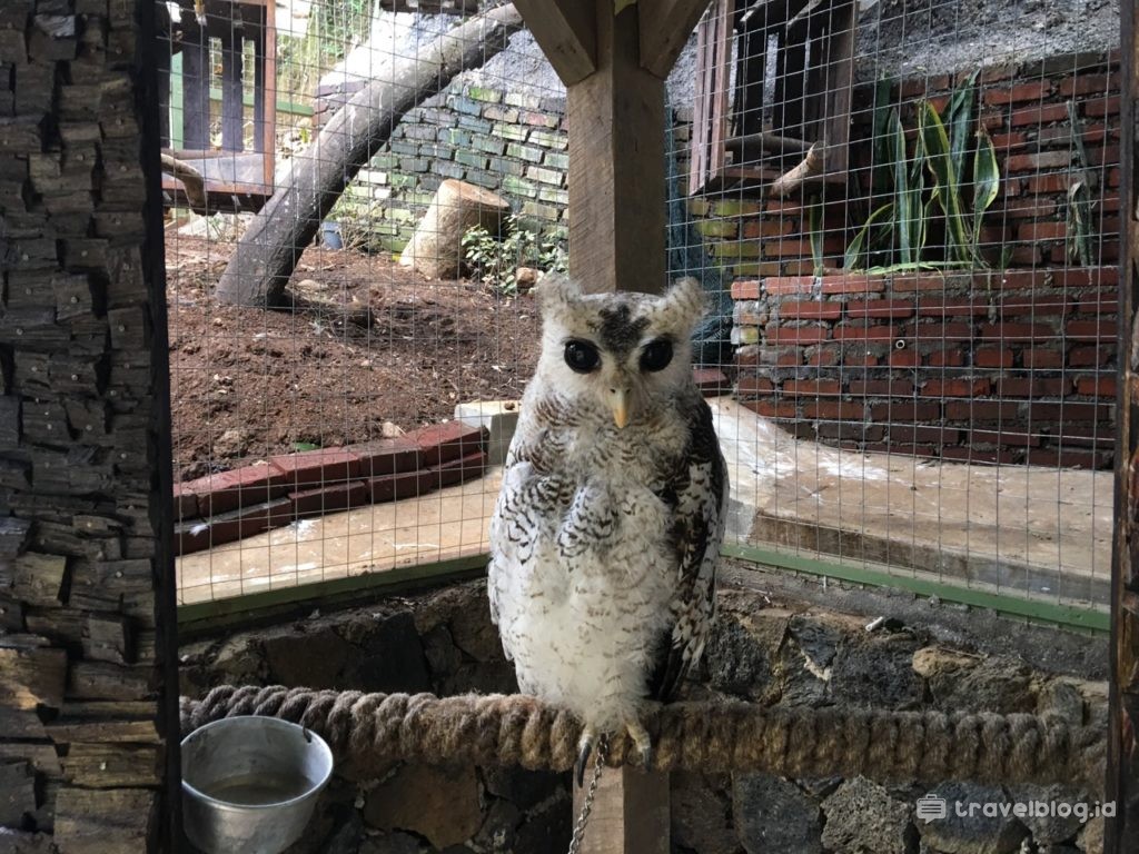 43 Koleksi Tempat Jualan Burung Hantu Di Bandung HD