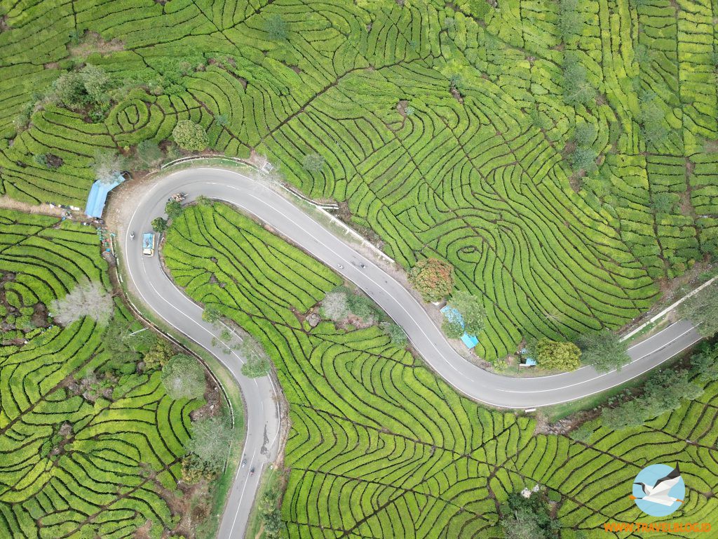 Nongkrong di Perkebunan Teh Rancabali & Mampir ke Jembatan 