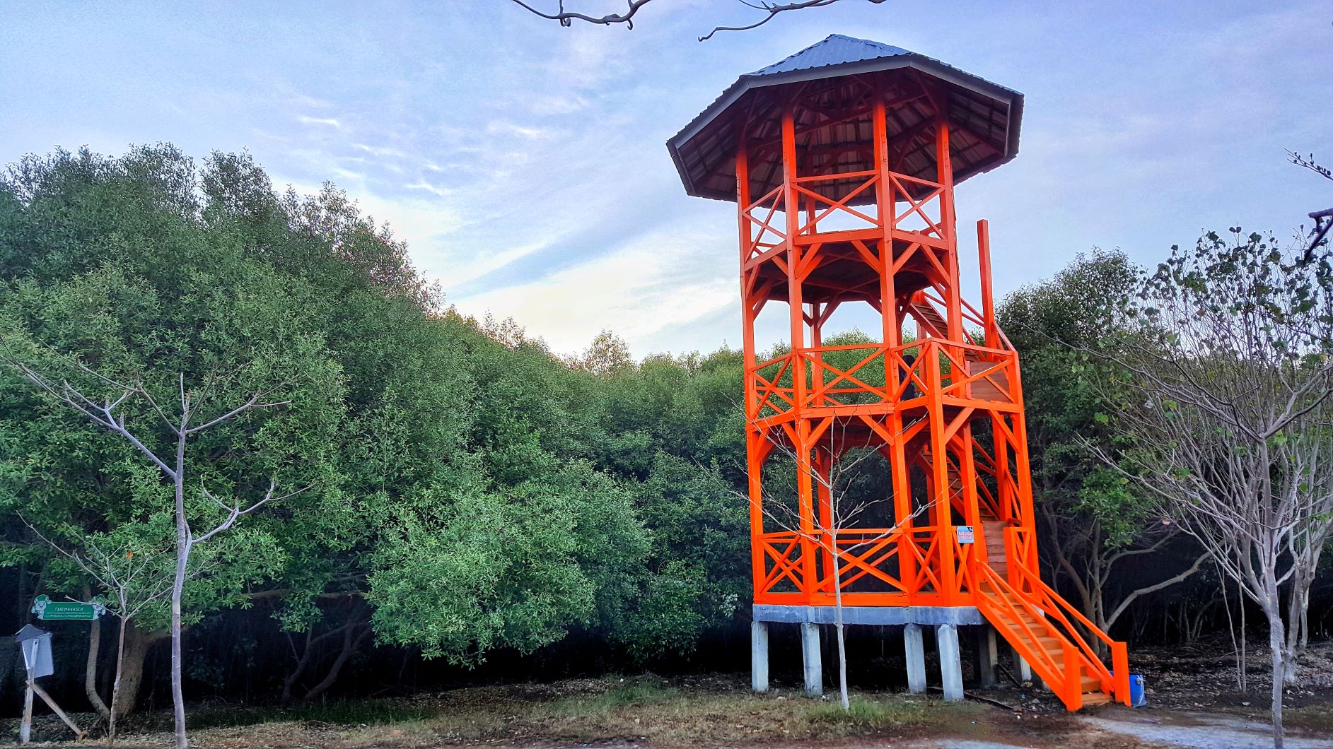 Menjelajah Pantai Karangsong Pantai Berhutan Mangrove Di