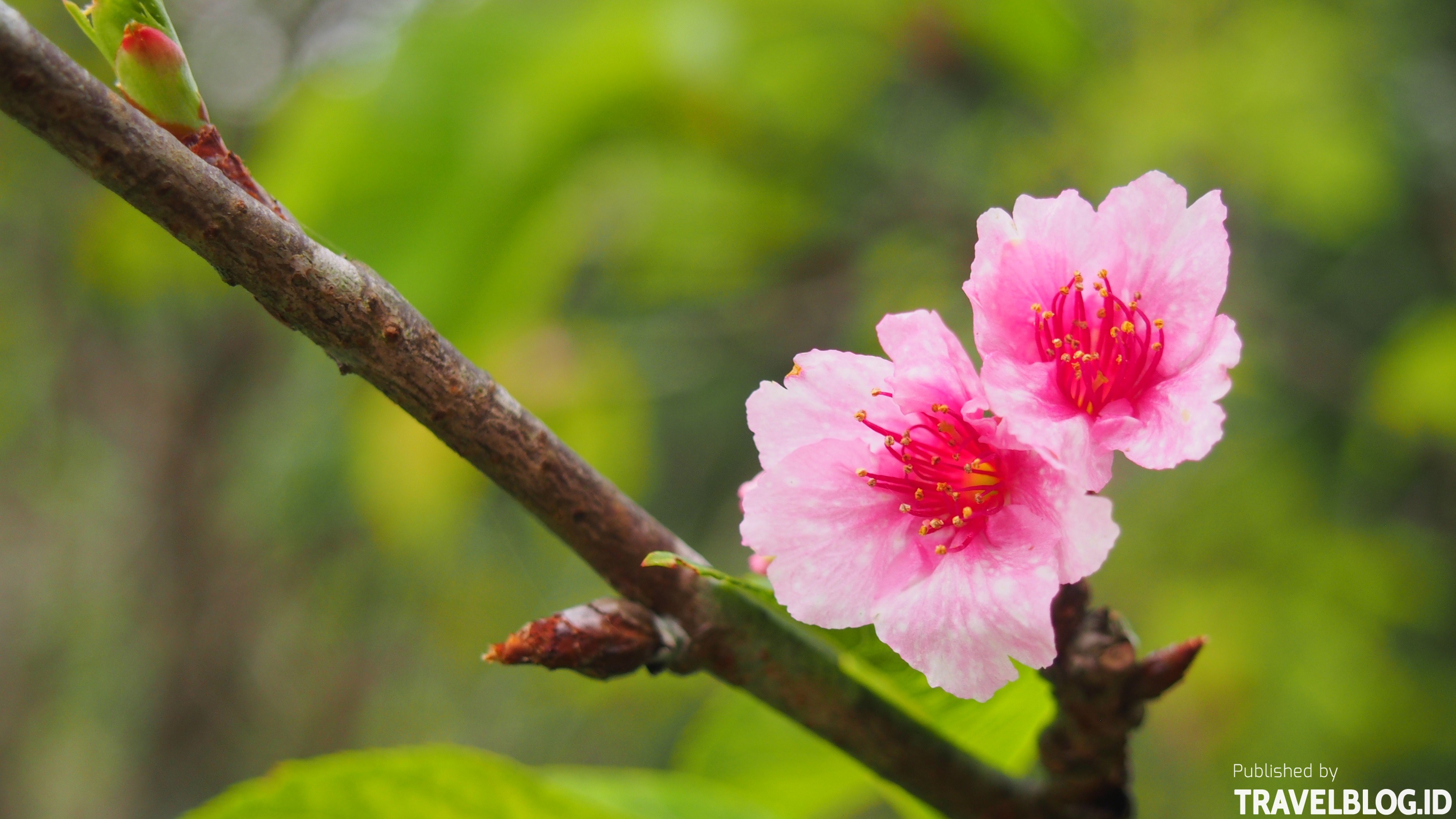 Patah Hati Gagal Ketemu Bunga Sakura Di Kebun Raya Cibodas